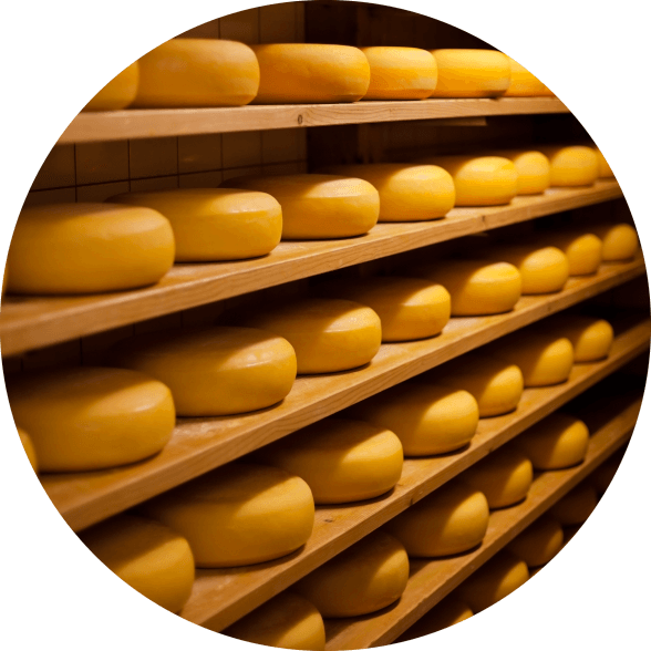 Concheese Consulting Unternehmensberater Erfahrung Bild Käselaibe